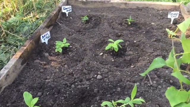 Посадка в грунт черенков метельчатых гортензий смотреть онлайн