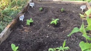 Посадка в грунт черенков метельчатых гортензий