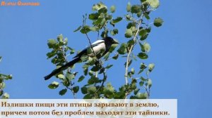 Сорока обыкновенная.