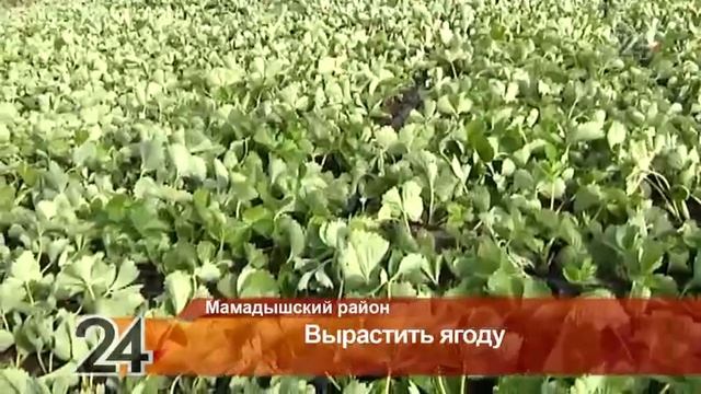 Семья Песцовых из Мамадышского района собрала более 100 тонн клубники смотреть онлайн