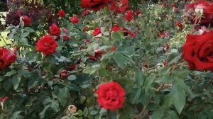 роза Крымская