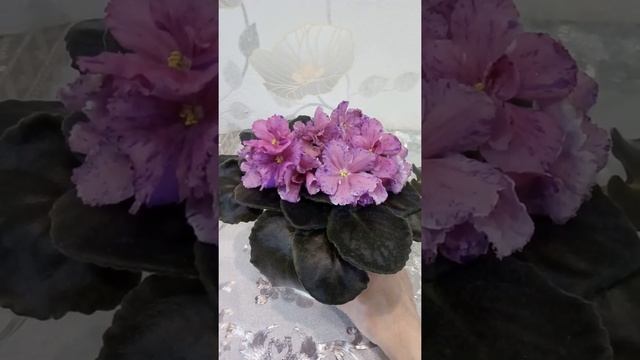 Фиалка Ален-Каштовне камiння смотреть онлайн