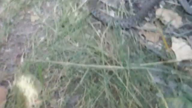 Казачата и змеи. смотреть онлайн