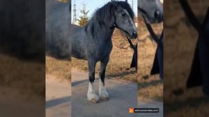 романэ грая г Кострома