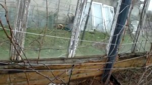 Нужно ли в Беларуси укрывать виноград. Подкормка на зиму винограда.