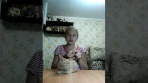 Как приучить котёнка к дому???