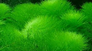 Лимнофила индийская Limnophila indica.Описание. Содержание. Уход. Размножение. Аквариумные растения.