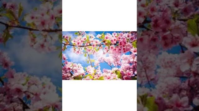 Фонограмма «Вновь Цветущая Весна» смотреть онлайн