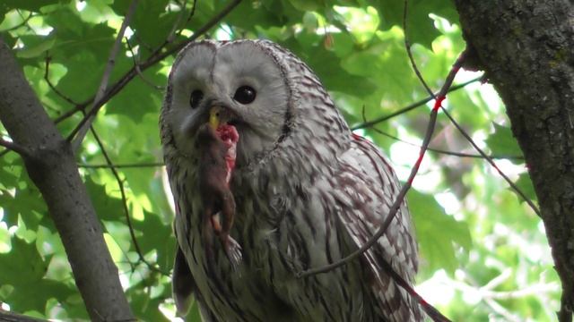 Сова. Длиннохвостая неясыть с добычей  ( Strix uralensis )