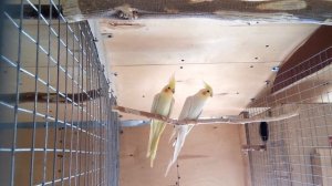 Кореллы:разведение,содержание и кормление.Разведение Корелл осенью!