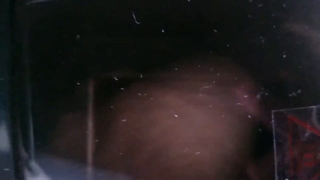 Gorenje pekač za hleb - Spremanje integralnog hleba, 6.deo смотреть онлайн