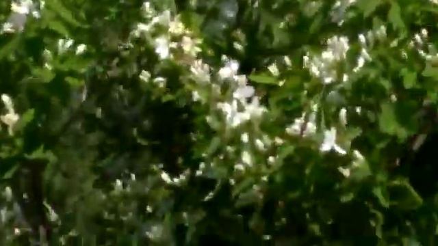 "Я-акация". Поёт руководитель ансамбля "Азорава" Сургаева Анна Александровна смотреть онлайн