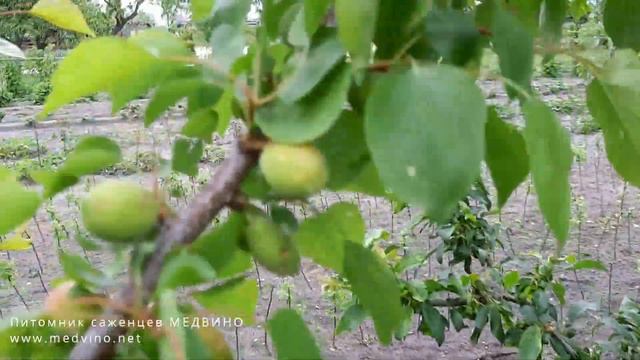 Сравнение абрикосов в динамике. Ч2 смотреть онлайн