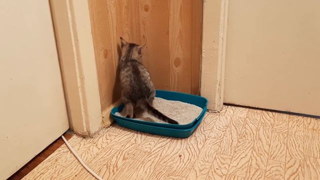 Как двухмесячный котёнок учится ходить в лоток на бентонитовый наполнитель в туалет