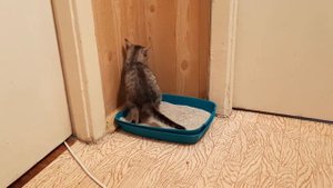 Как двухмесячный котёнок учится ходить в лоток на бентонитовый наполнитель в туалет