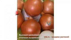 Лук репчатый Классика (klassika klassika) ? лук Классика обзор: как сажать семена лука Классика