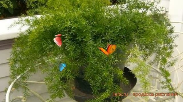 Аспарагус обыкновенная Гейнлим 🌿 обзор: как сажать, саженцы аспарагуса Гейнлим