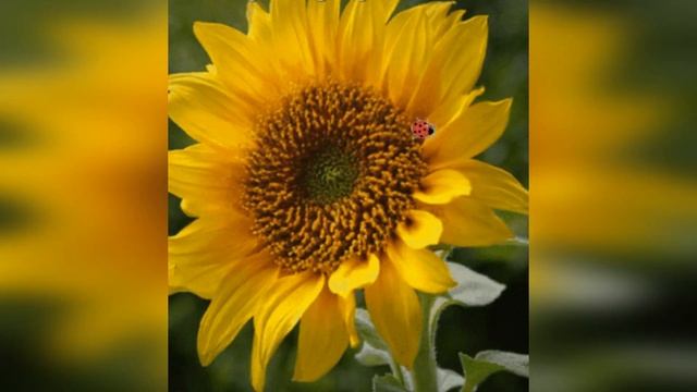 Вас поздравляю с новым днем! смотреть онлайн