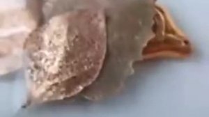 Гальванопластика 1