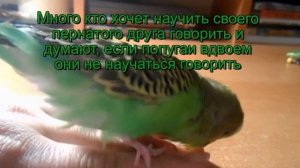 Уделяйте внимание своему попугаю