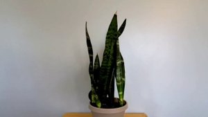 Sansevieria Black Coral Part 01 | Plant Vlog 301