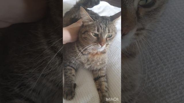 Наши Пуховики продолжают радовать нас#помощьживотным#котики