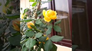 Голден Селебрейшен на штамбе