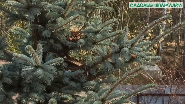 Дрозд обыкновенный: от строительства гнезда до... Дневник. День 2.