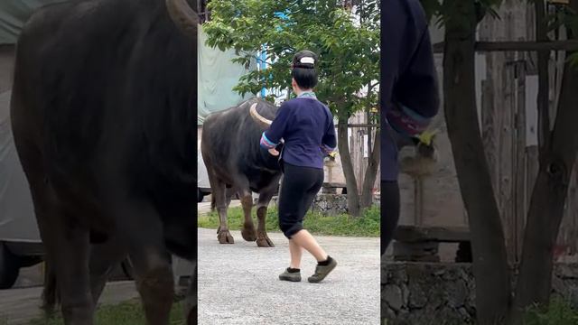 鬥牛 疯狂斗牛|bullfight ,crazy bullfight|đấu bò điên cuồng|adu banteng gila#乡村斗牛#斗牛#牛王争霸赛 #少数民族风情 #斗牛文化