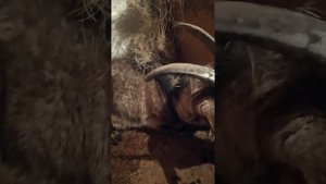 коза упала на бок и закидывает голову на спину//судороги у козы//коза не встаёт на ноги