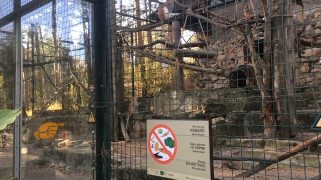 ЖИВОТНЫЕ: МАРТЫШКИ, СМЕШНЫЕ, И ПРИКОЛЬНЫЕ. УГОЛОК ДИКОЙ ПРИРОДЫ В РИГЕ смотреть онлайн