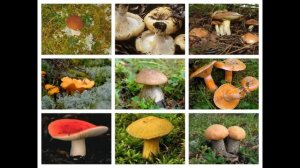 РАЗНОВИДНОСТИ ГРИБОВ