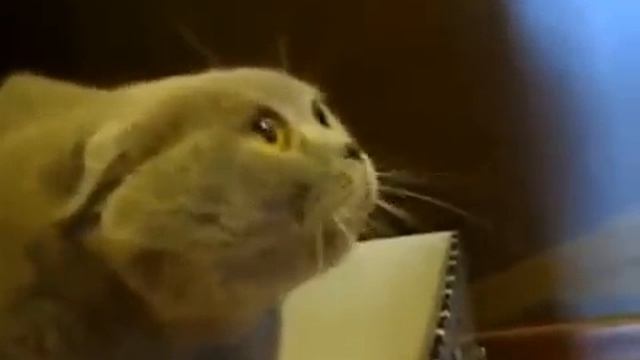 кот реально ругается матом смотреть онлайн