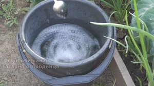 ВСЕГО 10 КАПЕЛЬ И НЕТ ВРЕДИТЕЛЕЙ НА КАПУСТЕ! ЭФИРНОЕ МАСЛО ОТ ВРЕДИТЕЛЕЙ НА КАПУСТЕ.