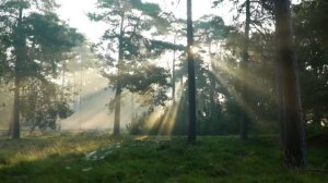 /Вотчина Отшельника по прозвищу Леший/ Случай в тайге/