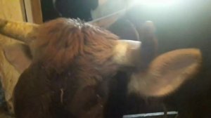 Стельные коровы .Расскажу о стельных коровах.