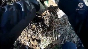 Металлокоп с китайским метталоискателем MD-3010ii. Возможно ли что-то накопать?!