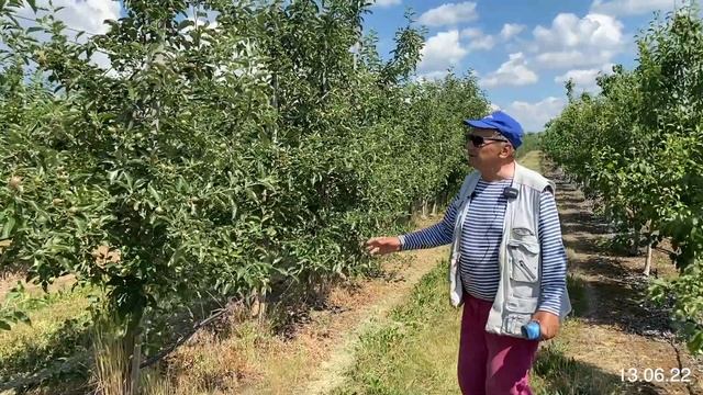 Результат прореживания завязи в интенсивном саду яблони - Питомник Маценко смотреть онлайн
