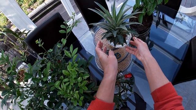 Ананас. Гораздо больше, чем просто еда. смотреть онлайн