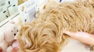 РУМ ТУР КОМНАТЫ Щенка КЛЕВЕРА ? Собака с Валенсией ВЫСЕЛИЛИ Родителей?Room Tour Видео Валенсия Лаки