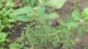 2022 Пересадка 3-летней жимолости посередине лета. Ч.2