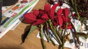 Можно ли сохранить засыхающую Пуансеттию?!?😱😱🙆😳👍🏻