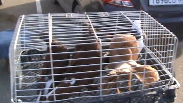 Ярмарка голубей г.Краснодар 02.04.2023г. 2часть смотреть онлайн