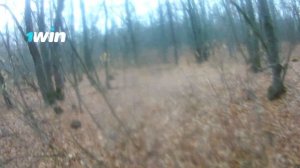 загонная охота на косулю 2020 собака поймала самца