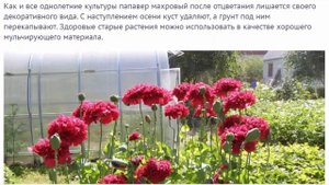 Папавер --- правила выращивания из семян, посадка и уход в открытом грунте.