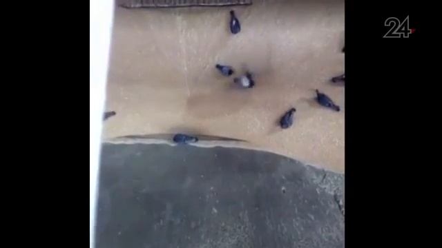 Птицы проваливаются вместе с зерном на хлебозаводе смотреть онлайн