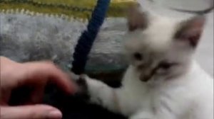 ? Котенок первый день в новом доме – котику 2 месяца