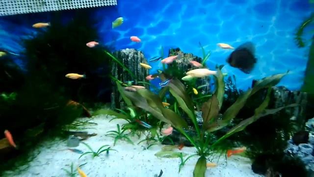 Brachydanio rerio (Zebra), Paracheirodon innesi (Neon Tetra) смотреть онлайн