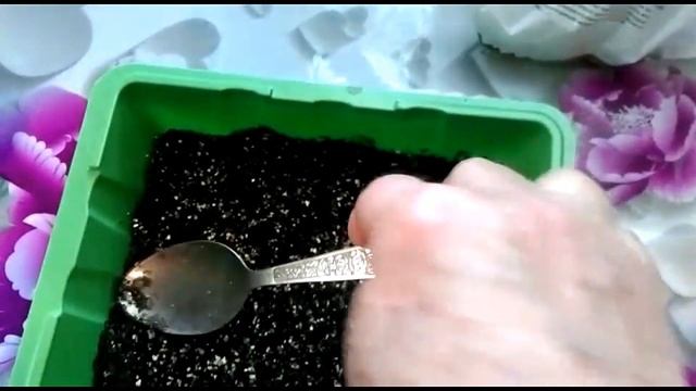 Супер капуста - Мегатон!! Сеем на рассаду.. смотреть онлайн