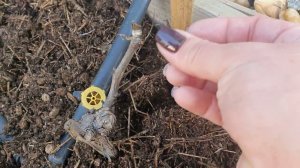 Плач виноградной лозы-что это такое и стоит ли что то делать?